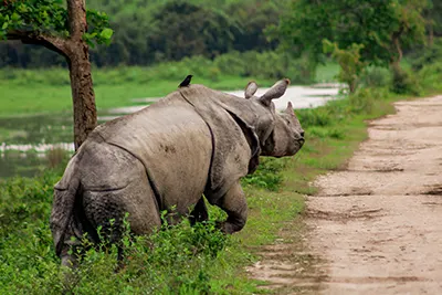 Kaziranga National Park, UNESCO site famous for one-horned rhinos.