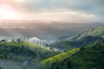 Munnar, Kerala’s picturesque hill town filled with lush tea gardens.
