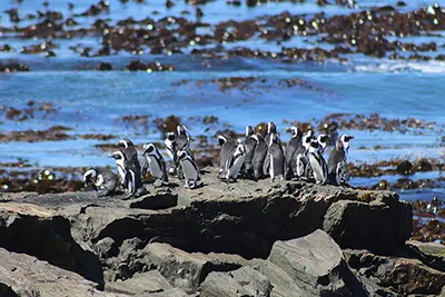 Cape Town, South Africa’s coastal gem set beneath majestic Table Mountain.
