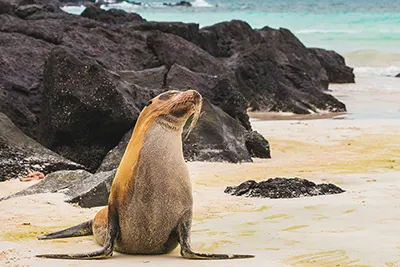 Galápagos Islands in Ecuador, famed for unique wildlife and volcanic landscapes.