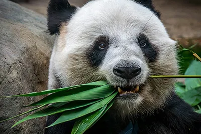 Hong Kong, a vibrant city blending skyline views with rich Chinese traditions.