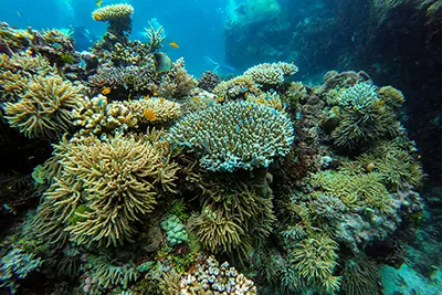 Great Barrier Reef, Australia’s marine wonder teeming with corals and marine life.