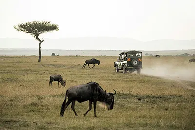 Masai Mara, Kenya’s iconic safari destination known for lions and wildebeest migration.