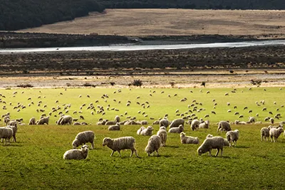 New Zealand, a land of adventure, fjords, and breathtaking natural landscapes.