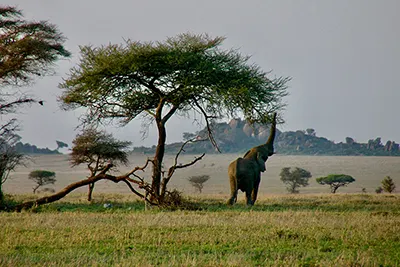 Serengeti National Park, Tanzania’s wildlife haven famous for annual migrations.