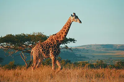 South Africa, a diverse land rich in wildlife, culture, and coastal beauty.