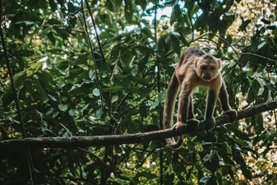 The Amazon Rainforest, South America’s vast green expanse teeming with biodiversity.
