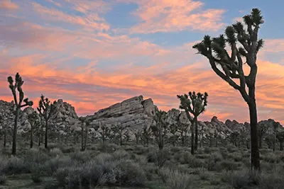 Joshua Tree National Park, USA, known for desert landscapes and starry skies.