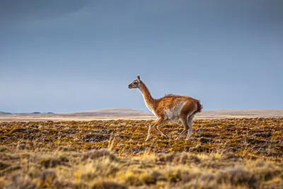 Patagonia, Argentina’s stunning wilderness known for glaciers and rugged mountains.